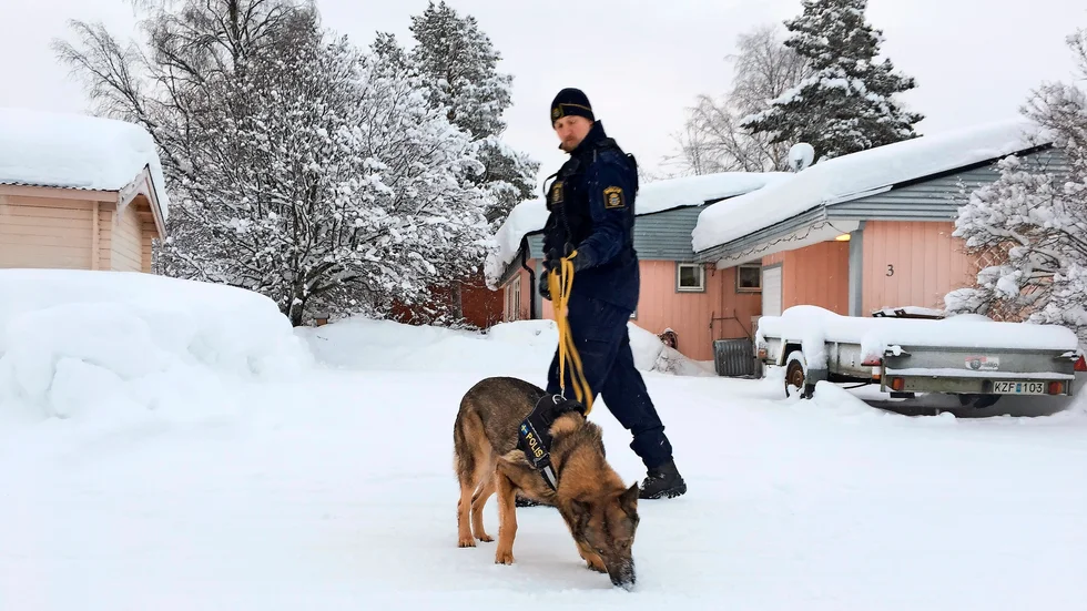 Hunden Joppli användes. Polisens hundförare Mikael Ekefjärd kring platsen där mannen hittades i Boliden. Foto: Daniel Eriksson.
