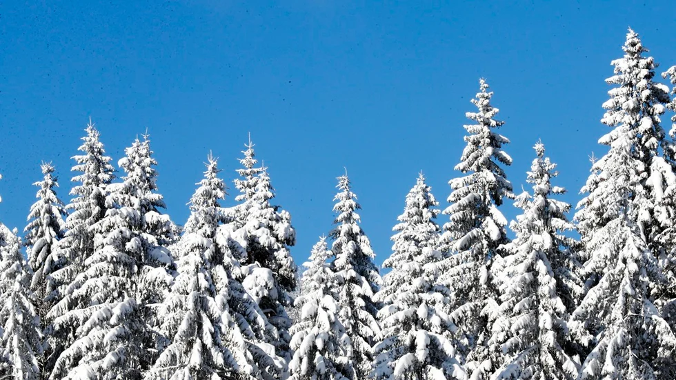 Svea skog planerar att avverka på friluftsområdet Majaberg i Jörn. OBS! Genrebild.