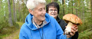 Svamp finns trots den torra sommaren