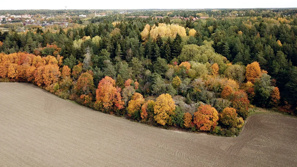 Skyddsvärd. Allt mer skog skyddas från avverkning, utan att skogsägaren ersätts.