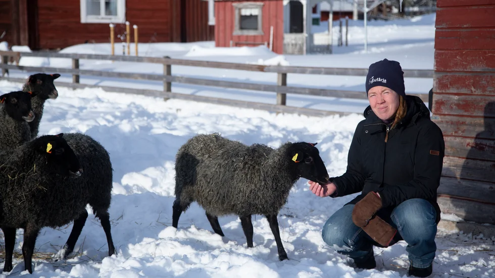Josefin Lundberg, styrelseledamot i LRF och fårbonde i Svensbyn, tycker det är oroväckande att Piteå kommun godkänner bygglov på jordbruksmark.