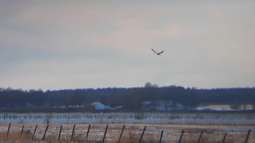 Årets första trana har siktats vid Hornborgasjön, och fångades även på bild av en privatperson.