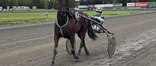 V75 på Solänget: Skelleftehästarna återfanns i det slagna fältet