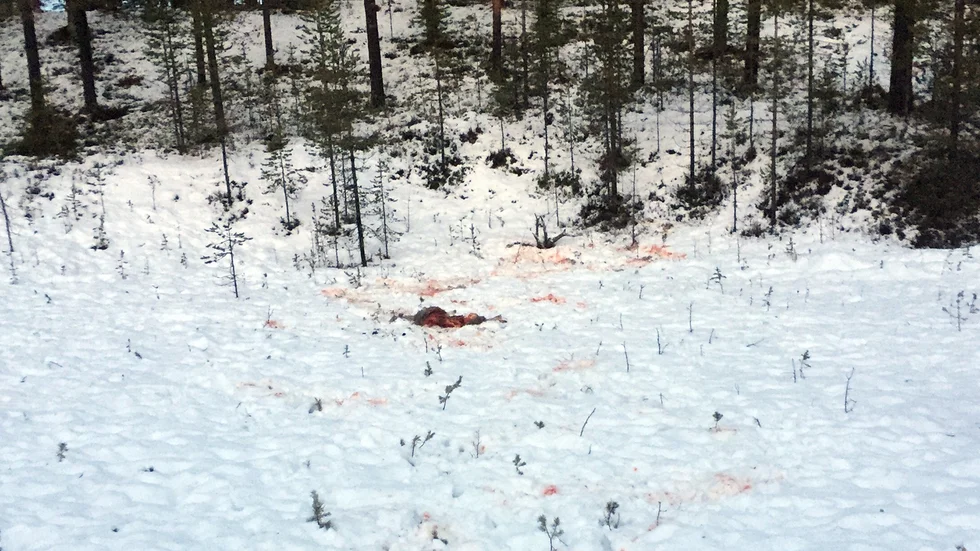 Kamp. En kamp och liv och död har utkämpats i skogarna kring Fjällbonäs. En kamp som renen förlorade. Foto: Martin Nilsson