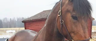 Stall Myckle flyttar en av sina hästar till Skåne