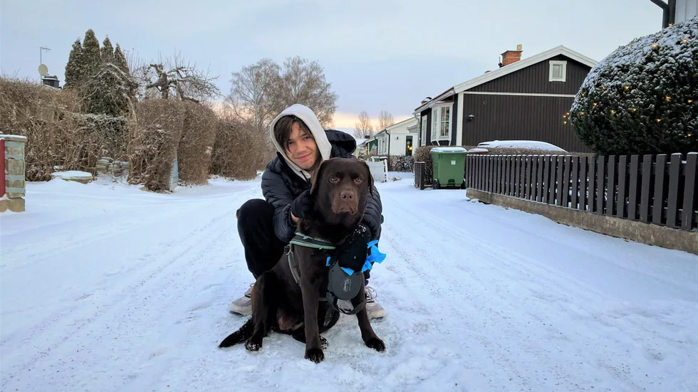 Ebba är en labrador och fyller snart 4 år. "Hon vill se till att alla ska må bra," säger husse Alexander Douhan.