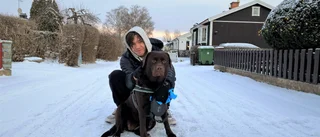 Labradoren Ebba blev kvarterets hjälte – räddade grannfrun