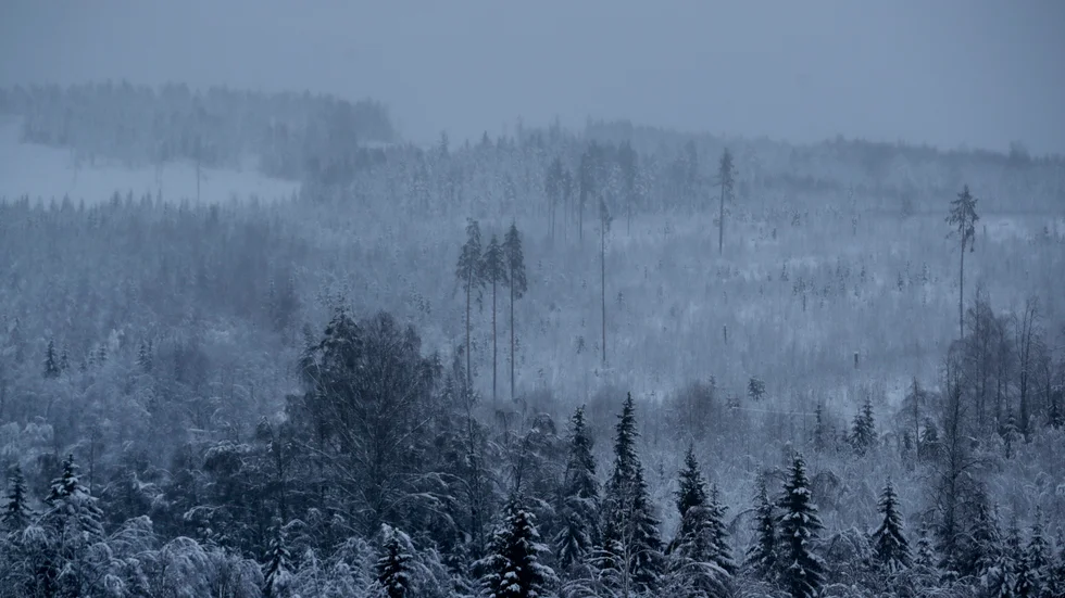 Skogen i Västernorrland hör inte till landets dyraste skogsmark, men även där har priserna ökat det senaste året. Arkivbild.