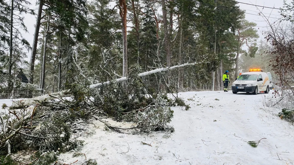 Snötyngda träd orsakade strömavbrott.