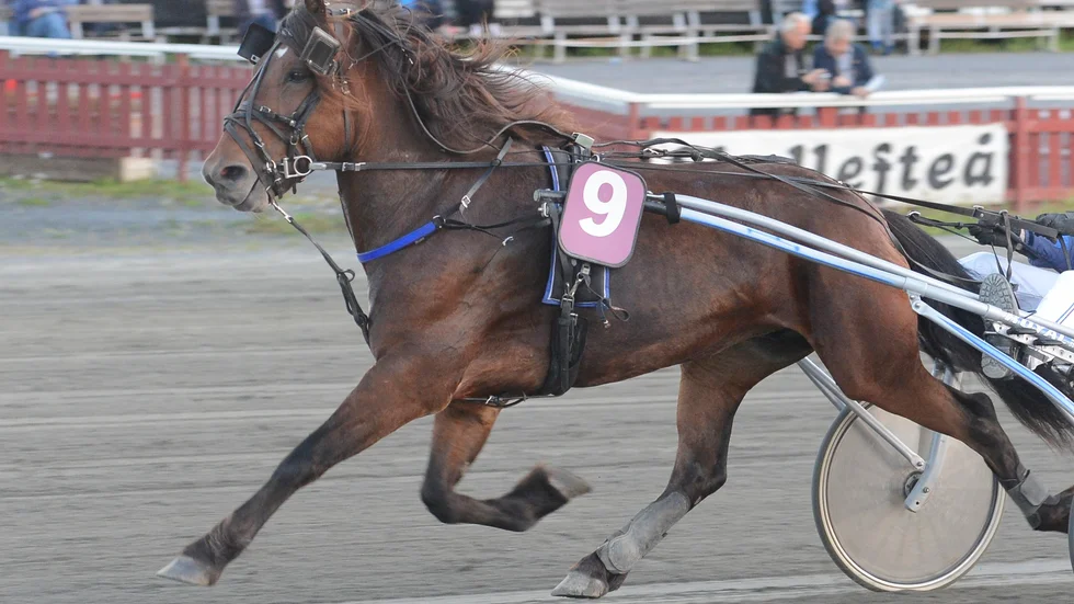 Ängskalla slog till i Dubbelcupens försök i Boden och tog därmed sin första seger sedan den 1 juni 2015. Foto: Leif Andersson