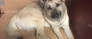Hunden Solo har nu kommit tillrätta