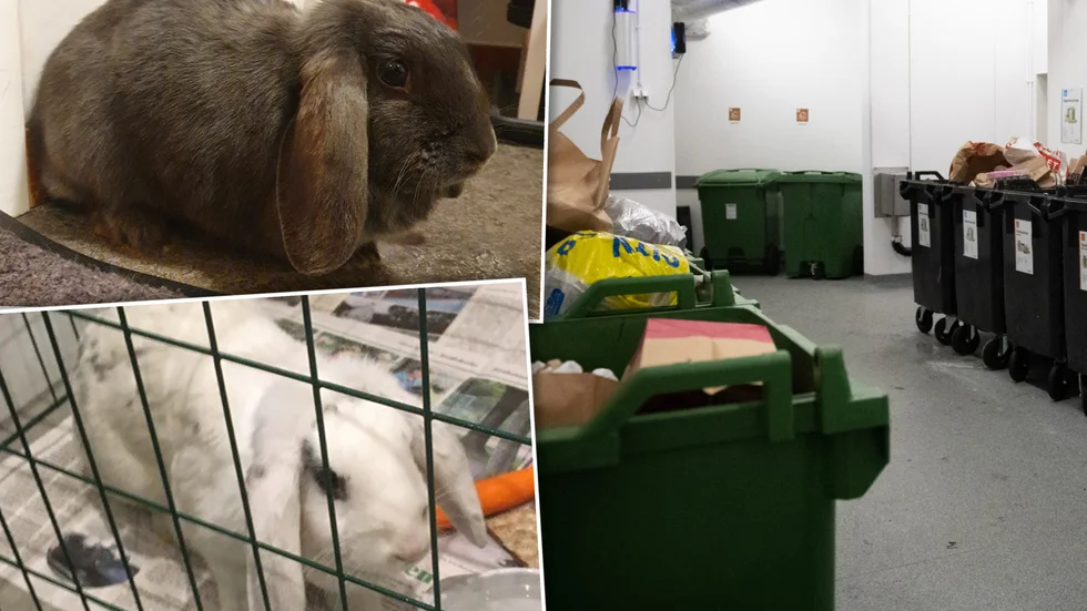 Kaninerna hittades övergivna i ett soprum och i en tvättstuga. Kaninerna fångades in och har blivit omhändertagna.
