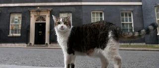 Katten Larry firar tio år på Downing Street