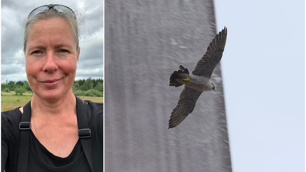 Pilgrimsfalken gläder anställda och patienter på Västervks sjukhus. Jeanette Nilsen, som jobbar på sjukhuset, har sett falken många gånger.