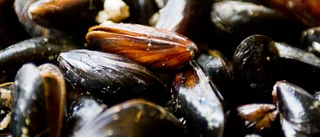 Hotade musslor stoppar brygganläggning
