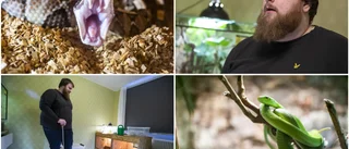 Ormar är tjusningen i hans liv – bor med över 20 stycken: "Giftormar är inga nybörjardjur"
