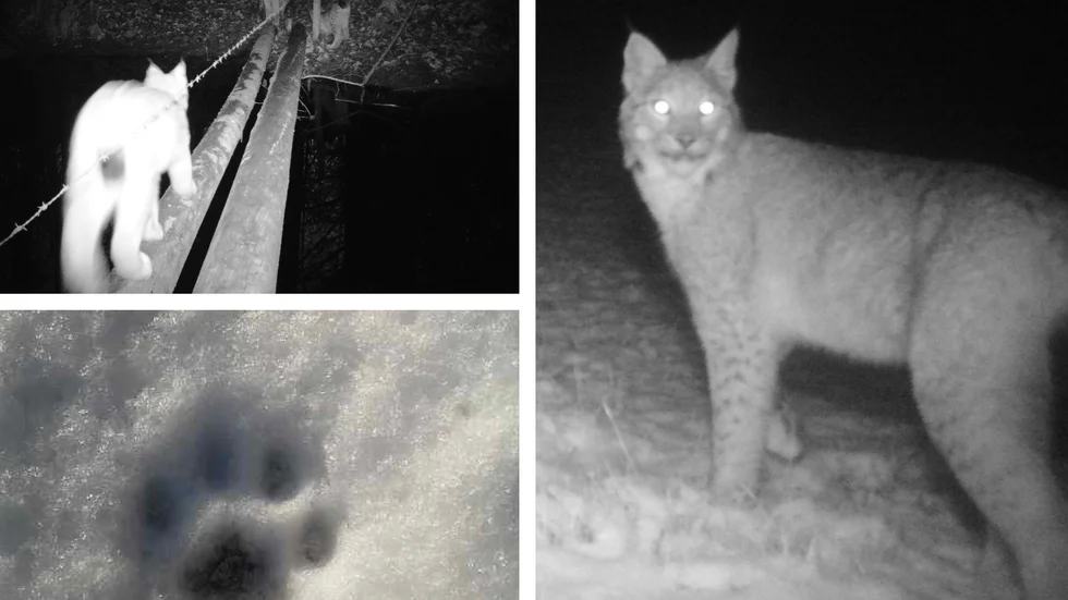 Utställda kameror är också till hjälp vid inventeringsarbetet. Men allra säkrast är det med tydliga spår i snön, här ett spår från ett annat tillfälle. 