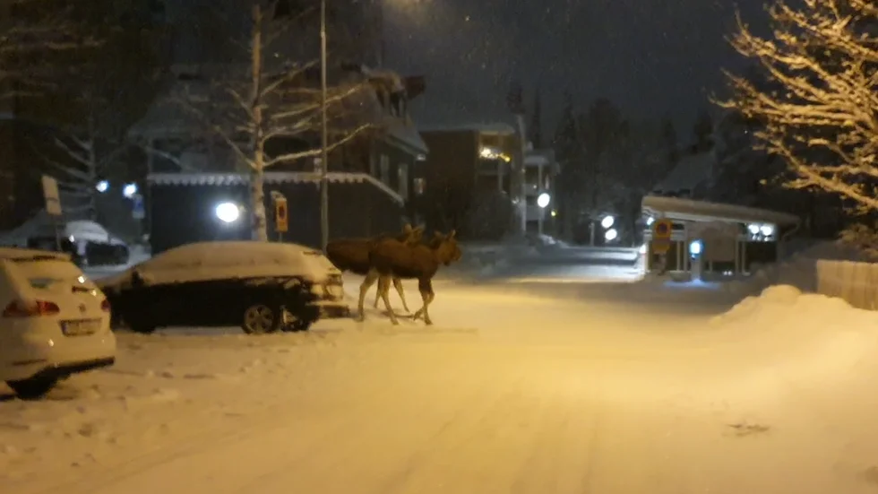 Två älgkor besökte Östermalm i Luleå på onsdagskvällen.