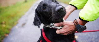 Plocka alltid upp efter din hund