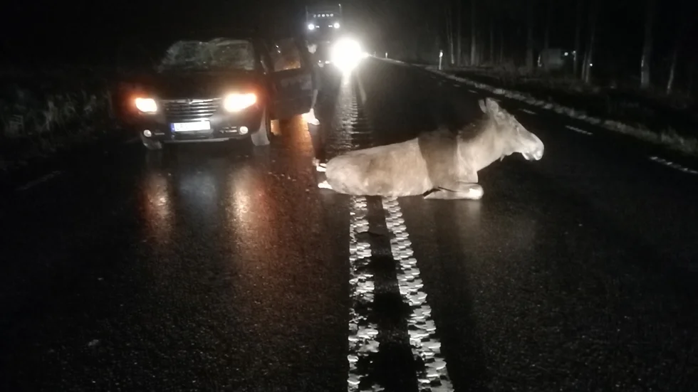 Ingen person skadades i samband med viltolyckan, uppger räddningstjänsten. Älgen fick avlivas på plats.