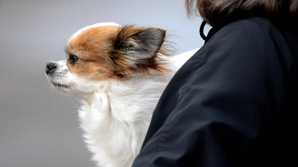 Chihuahua är en av 30-talet hundraser som har goda möjligheter att få uppleva sin tolvårsdag. (Arkivbild)