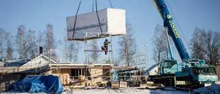 Gotländsk växtvärk ska botas  