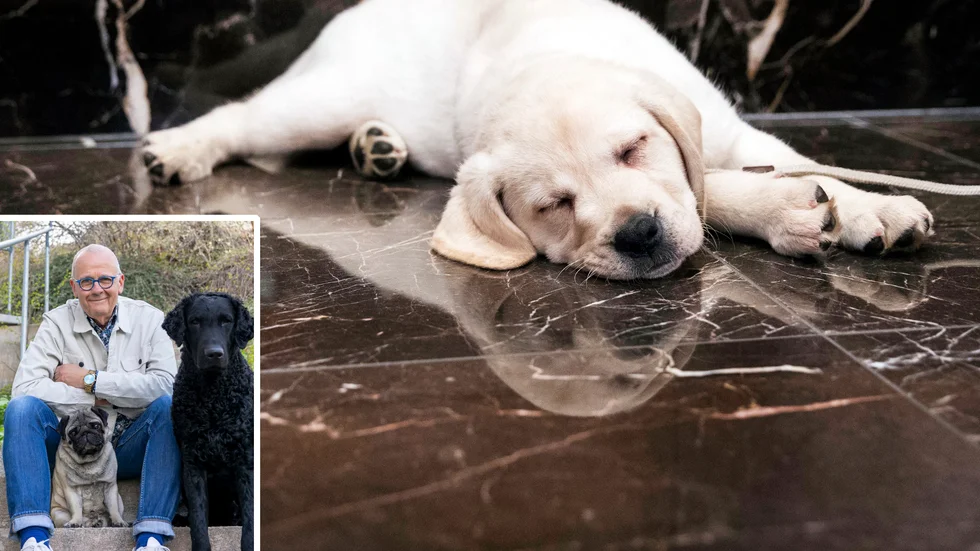 En åtta veckor gammal labrador retriever vilar ut. På bilden även Hans Rosenberg från Svenska kennelklubben med sina hundar.