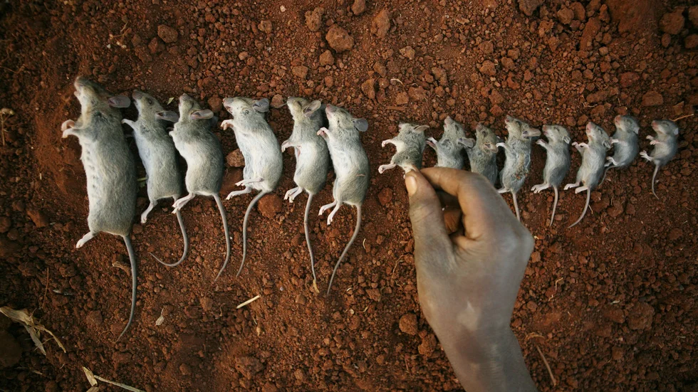 Möss som fångats för att bli människomat i Malawi. Arkivbild.