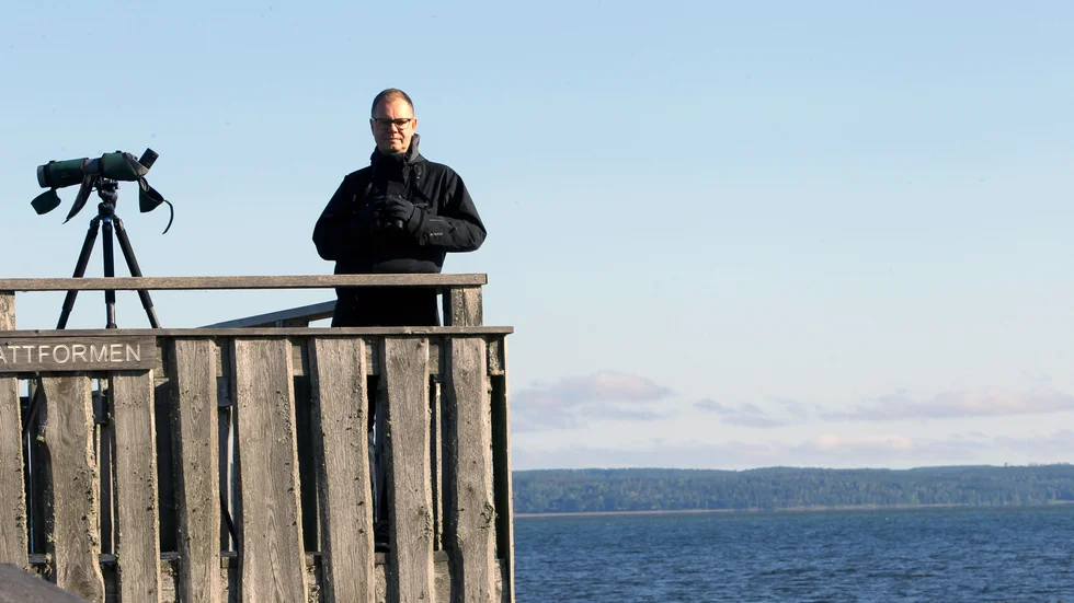 Olof Hjelm, ordförande i Linköpings fågelklubb, är oroad över rödspovens utveckling.