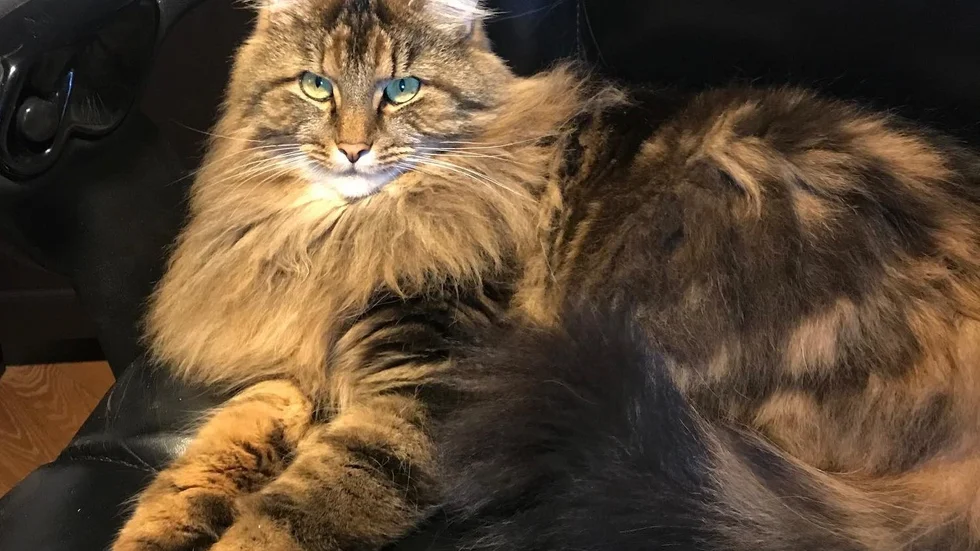 En jämförelsebild på hur katten i friskt tillstånd ser ut. En hörntand har försvunnit efter händelsen. Han har också flera tunga hagel i kroppen, enligt ägaren. 
