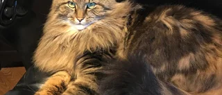 Katt sköts utanför Malmköping - ägaren söker rättvisa