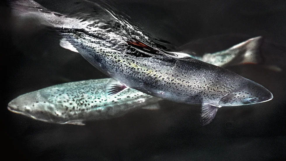 Storskalig laxodling på land planeras i värmländska Säffle. Arkivbild.