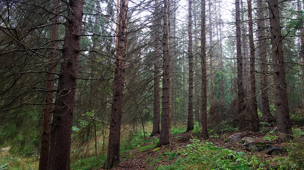 Intill pulkabacken i Vilsta naturreservat finns flera döda granar. Längre in i skogen finns fler exemplar.