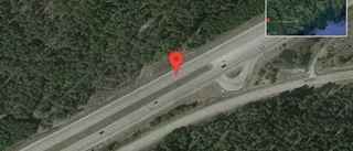 Rådjur på vägen på E4