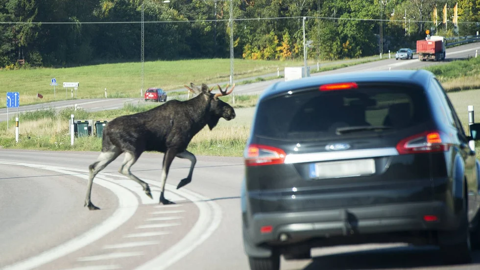 Åtgärderna på väg 218 handlar om att få till bättre trafiksäkerhet vid ett antal korsningspunkter samt viltåtgärder.