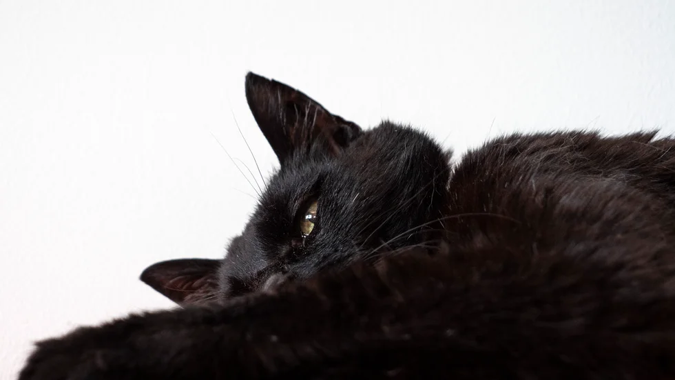 Katten på bilden har inget med artikeln att göra.