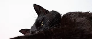 Katten omhändertogs - avlivades på plats