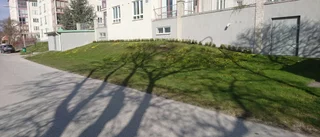 Försvunnet träd                             