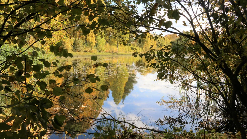 Idylliska Badhustjärnen i Munksund i höstsol. Men vad döljer sig egentligen där nere på botten? Är "monstret i Munksund" kvar? Och kan det vara en mal som skymtades redan på 80-talet?