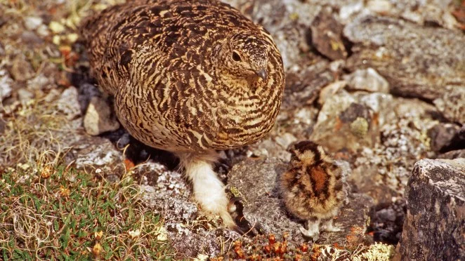 Girjas sameby tycker att ripkycklingarna är för små den 25 augusti. Men det är alltså inte det främsta skälet till att jakten skjuts upp, utan att renarna blir skrämda, enligt Matti Blind-Berg.