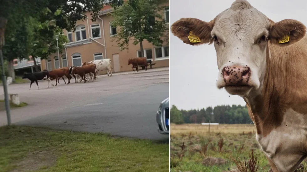 På måndagen rymde ett flertar kor från en gård i Storvreta. Till vänster i bild syns de vid Ärentunaskolan.