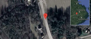 Hästar på vägen på väg 519
