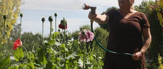 Nu blomstrar och doftar Munkens örtagård igen
