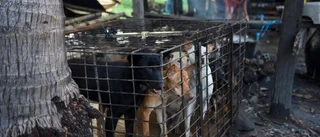 Siem Reap förbjuder hundkött