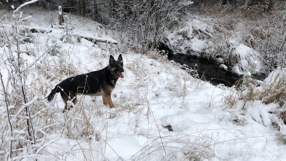Schäfern Ixtra är kriminalsökhund och letar bland annat efter försvunna personer. Hon har även varit med i internationella sökinsatser.