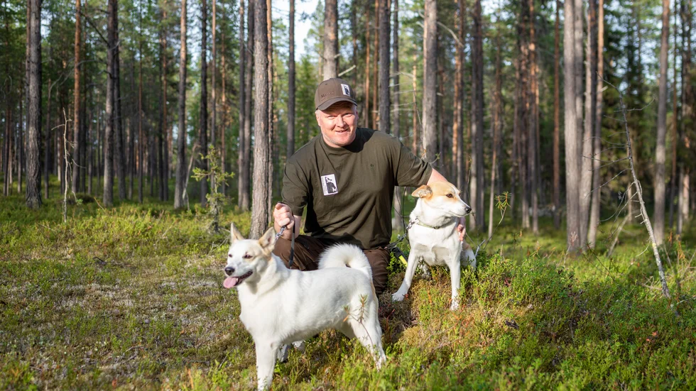 Pär Enbom med Norrbottenspetsarna Aino och Niira ser alla lika mycket fram emot småviltsjakten som drar igång 25 augusti.