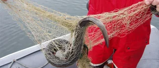 Fiskade ål utan tillstånd – åtalas