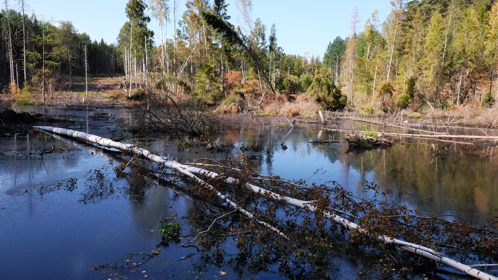 En tid efter våtmarken invigdes har ett flertal träd dött på grund av vattnet.