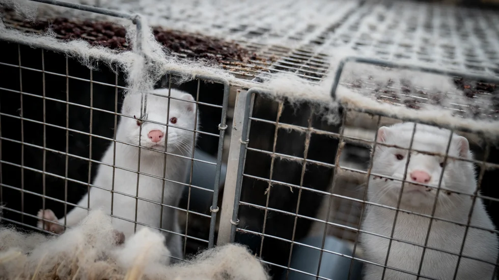 Hade Sverige klarat att hantera problemet med minkfarmer och coronasmitta bättre än vad Danmark har? 
