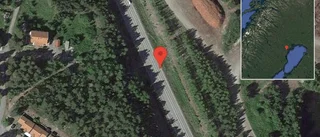 Älg på vägen på E4